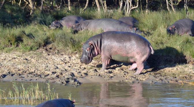 dumami lodge, accommodation review, accomodation, empangeni, where to stay, kwazulu natal, places to stay, richard's bay, st lucia, isimangaliso wetland park, advantage tours, hippos, crocs, travel, south africa, road trip, family, kid friendly, travel with kids, road trip